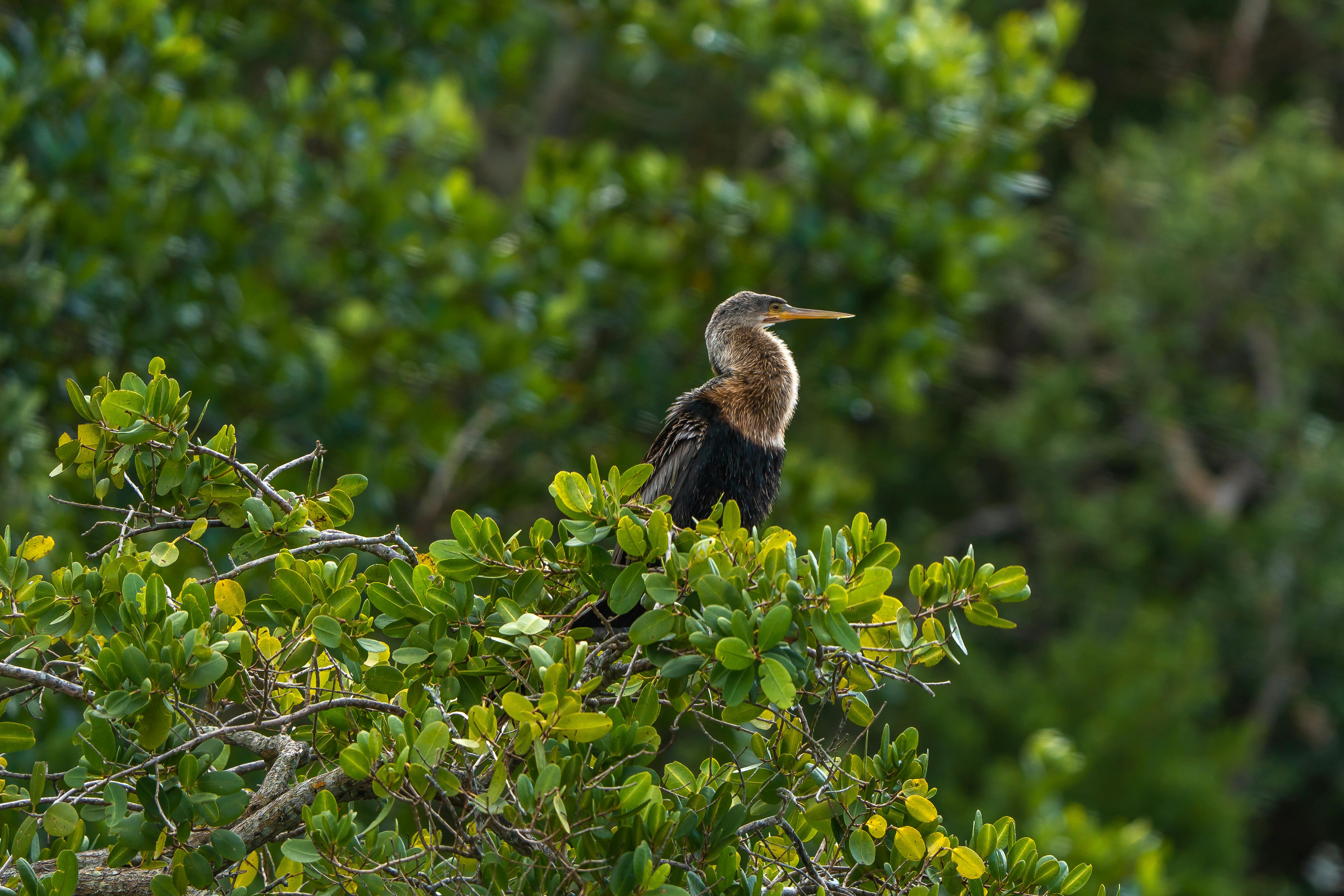 Ecowisata Mangrove Cuku NyiNYI